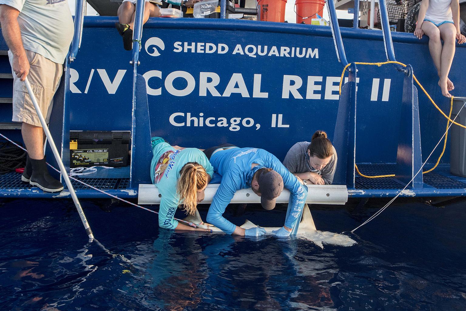 On Eve of 30th Shark Week, Shedd Campaign Aims to ‘Keep Sharks Swimming